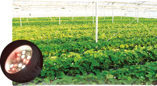 いちご用LED電球