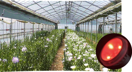 トルコギキョウ用LED電球