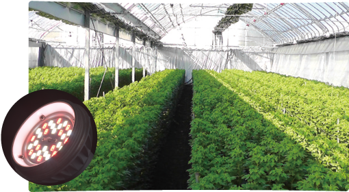 いちご用LED電球